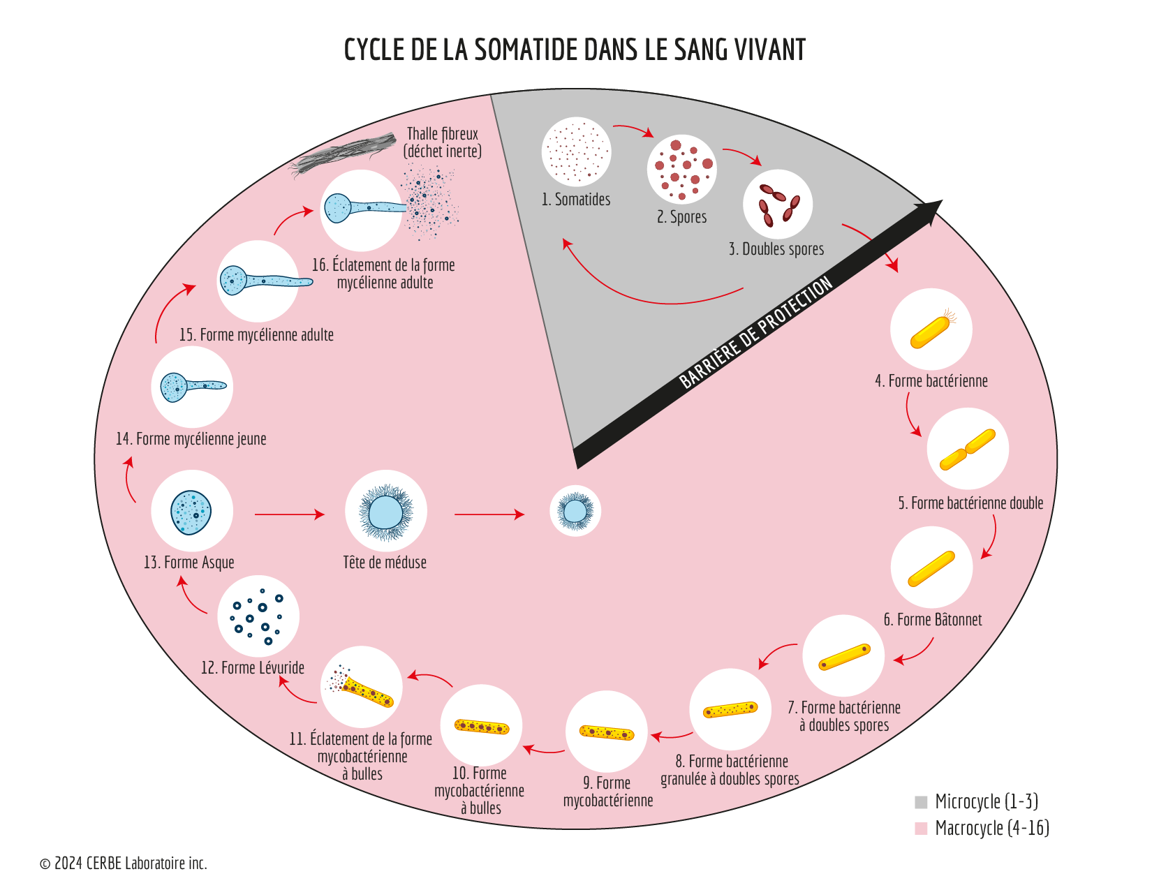 Cycle-de-la-somatide-dans-le-sang-vivant_fr