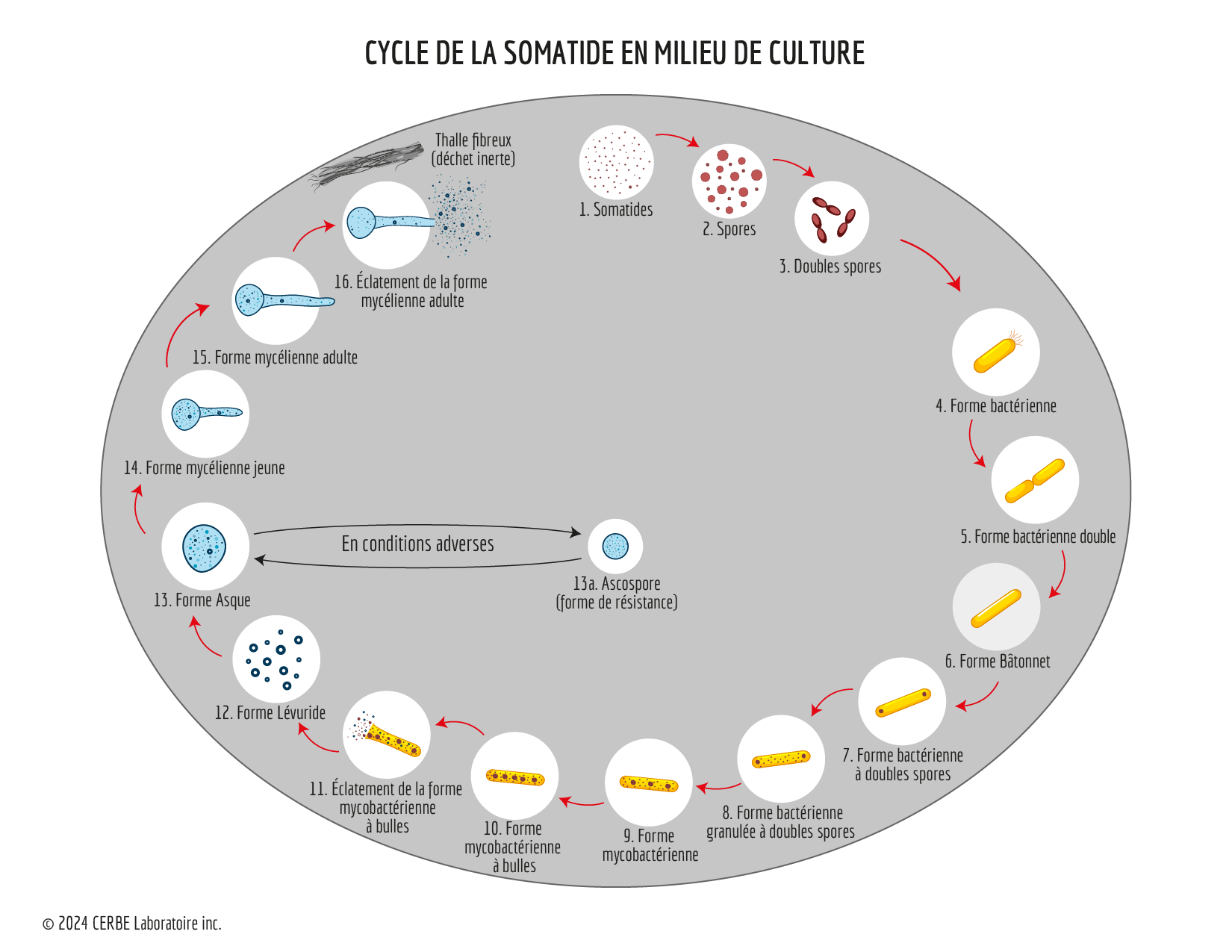Cycle-somatide-en-milieu-de-culture_fr